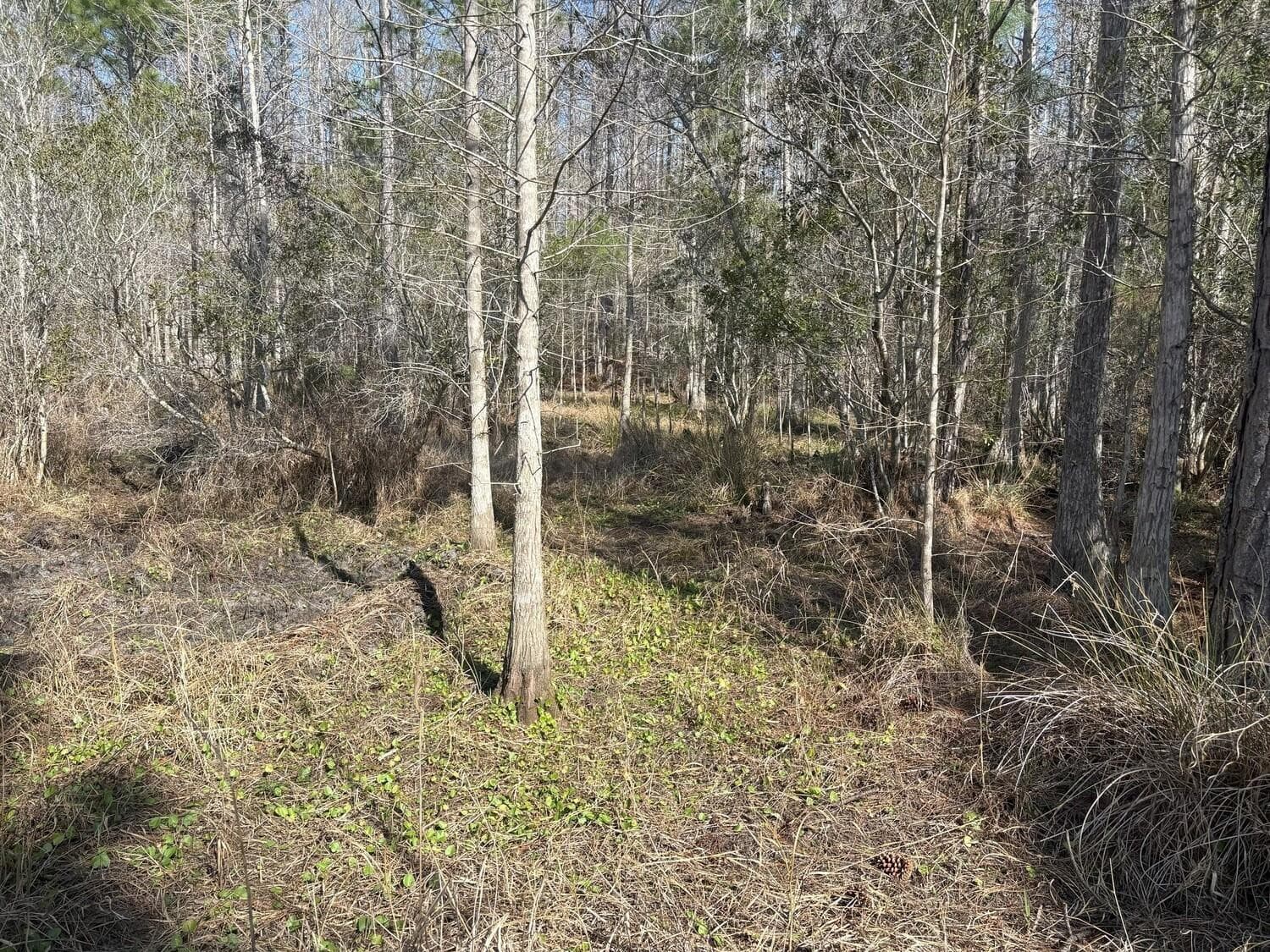 0 Old Grade Road, FL 33868 — photo 3 of 3