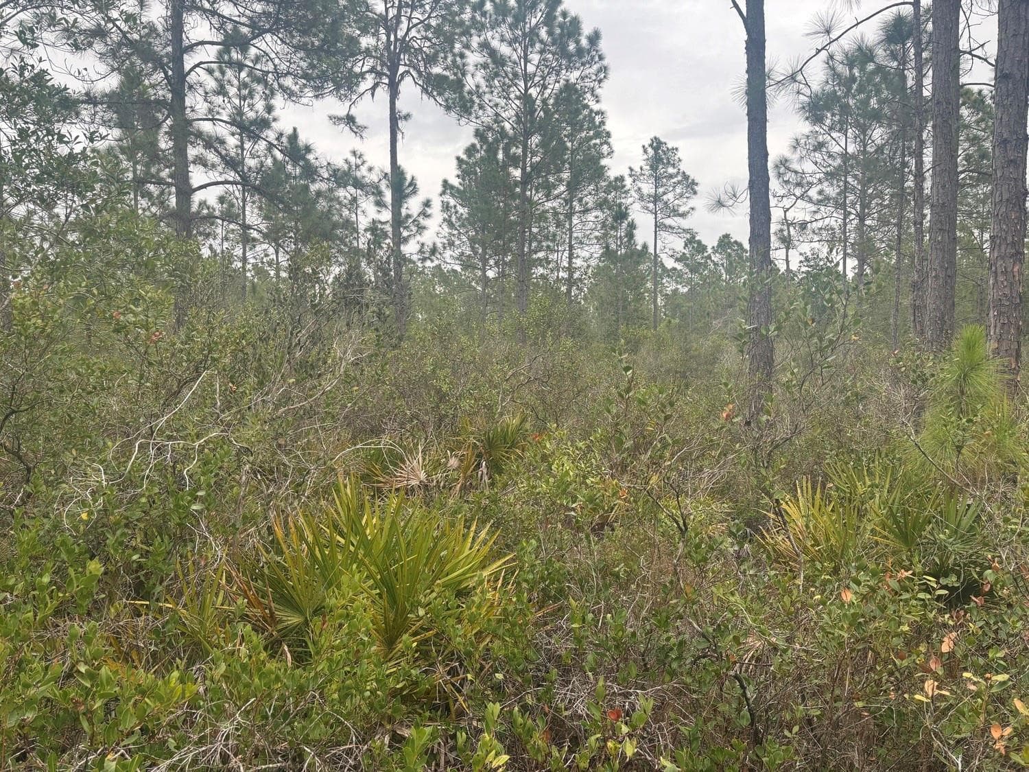 0 Old Grade Road, FL 33868 — photo 2 of 3