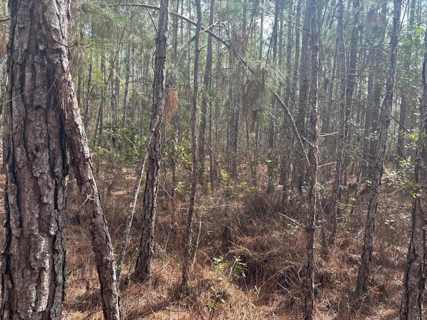 0 Old Grade Road, FL 33868 — photo 1 of 2