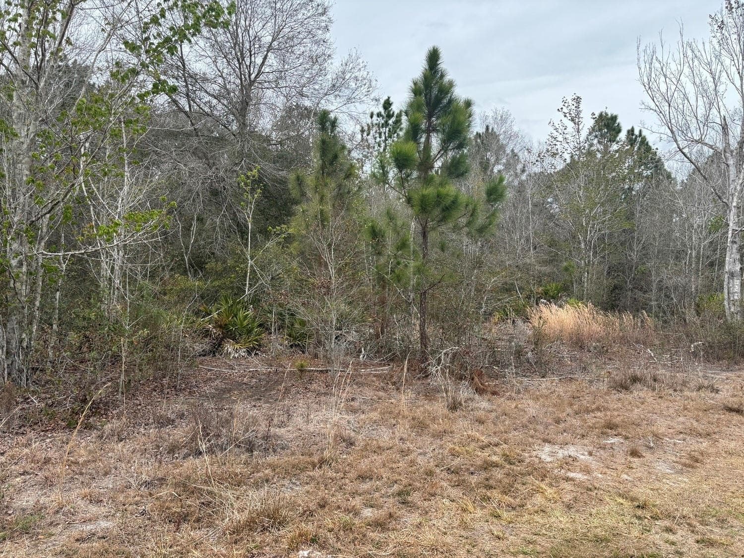 0 Old Grade Road, FL 33868 — photo 2 of 3
