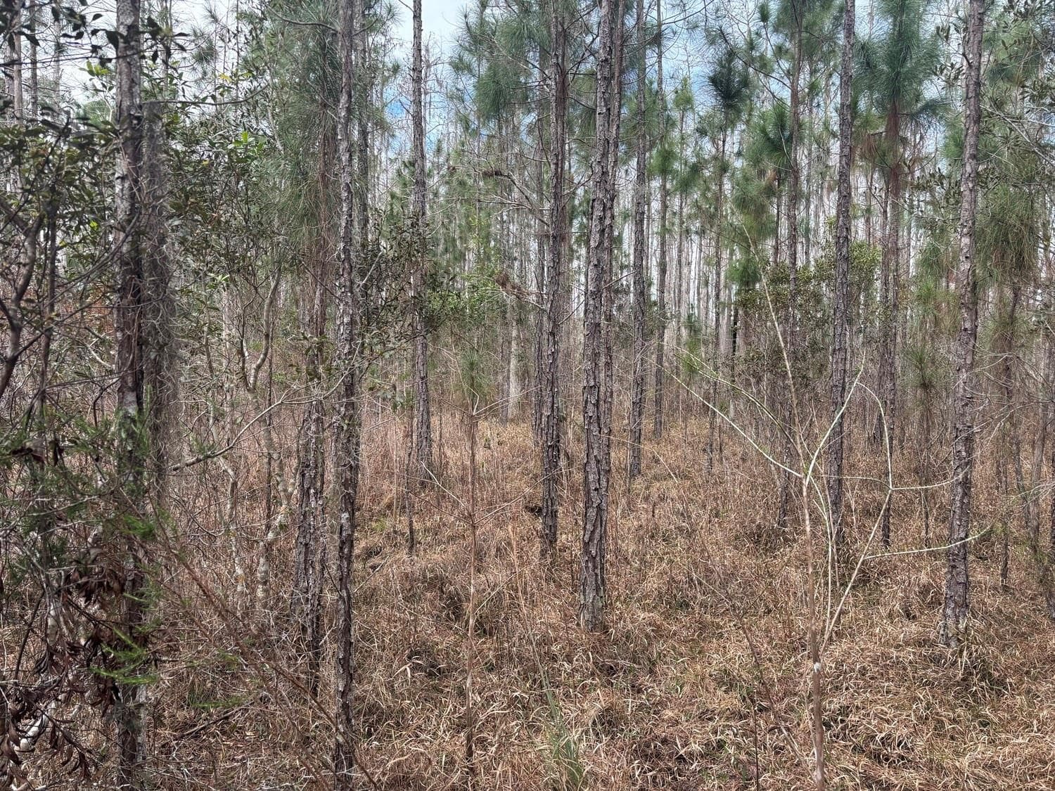 0 Old Grade Road, FL 33868 — photo 2 of 2