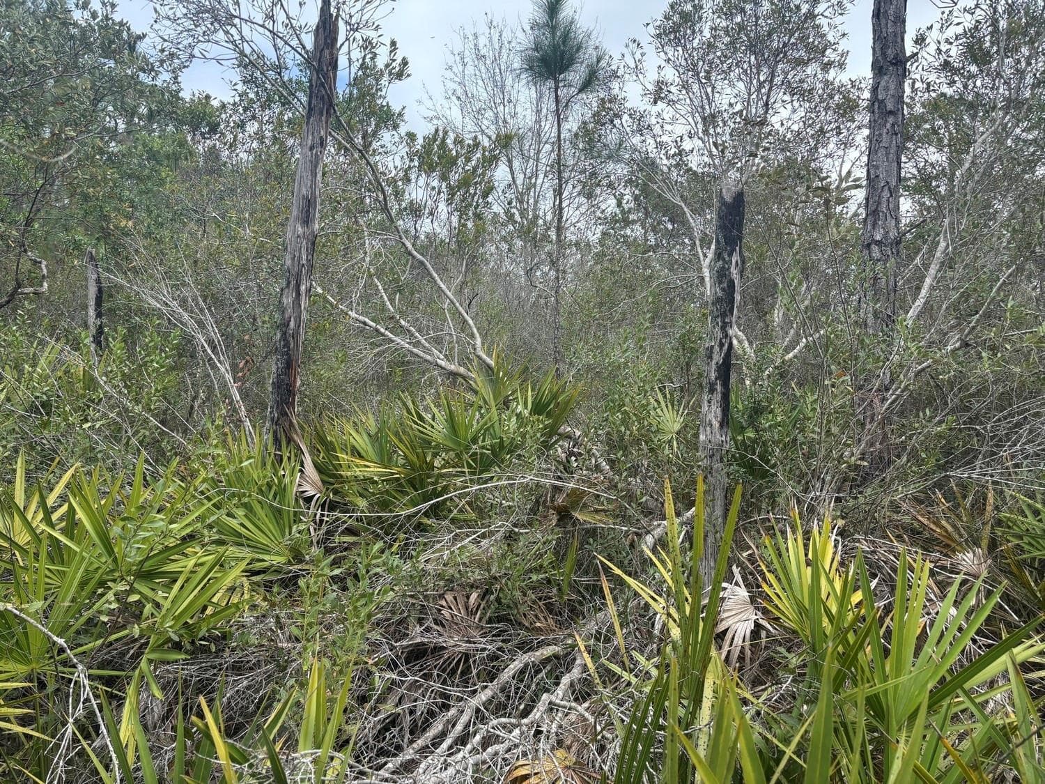 0 Old Grade Road, FL 33868 — photo 3 of 4