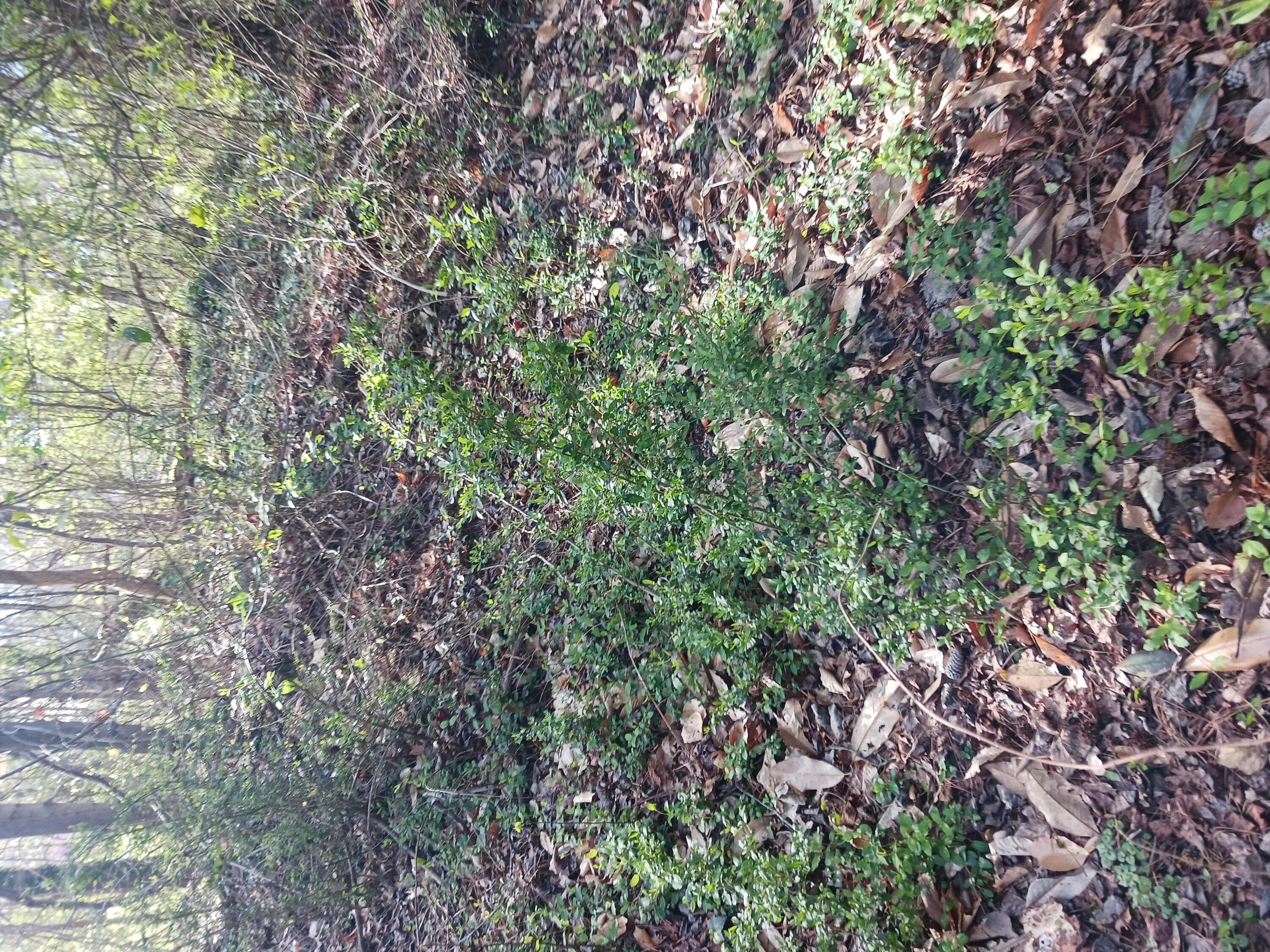 000 158 Lane, Dunnellon, FL 32024 — photo 3 of 4