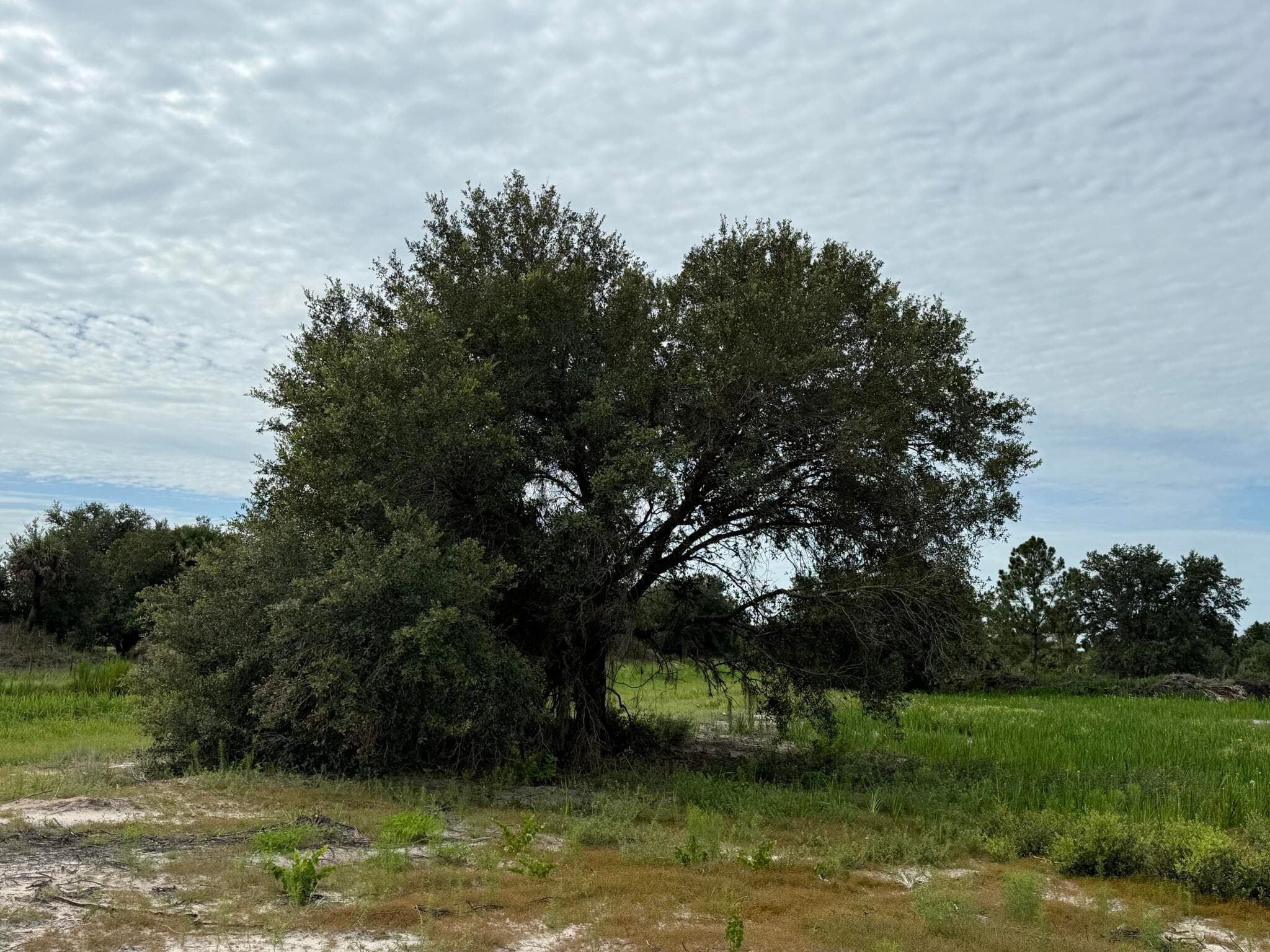 16814 NW 296th Street, Okeechobee, FL 34972 — photo 2 of 8