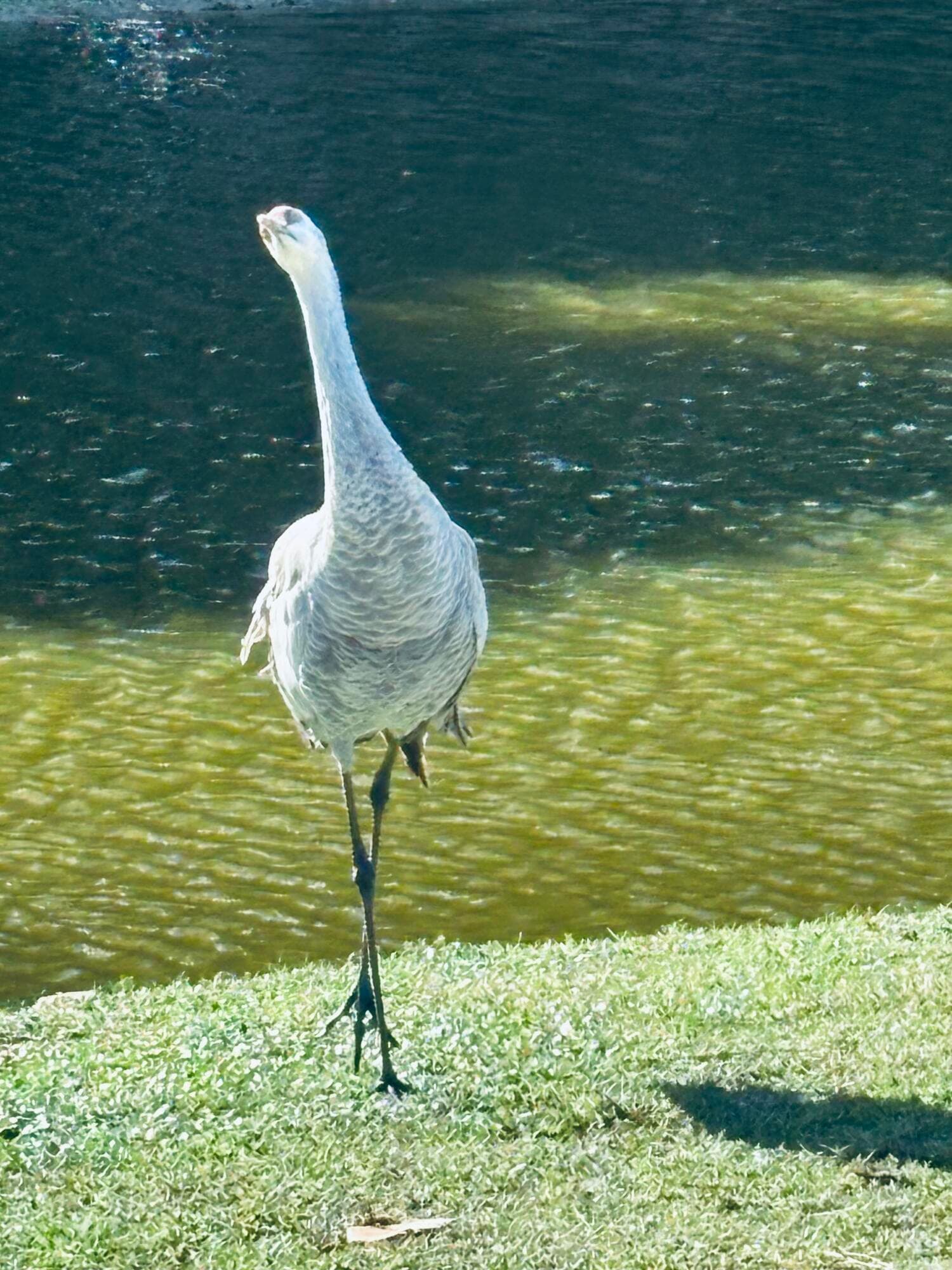 1 W Caribbean, Port St. Lucie, FL 34952 — photo 25 of 25