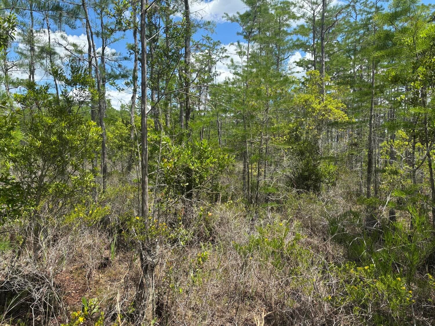 0 Holopaw Groves Road, St. Cloud, FL 34772 — photo 3 of 4