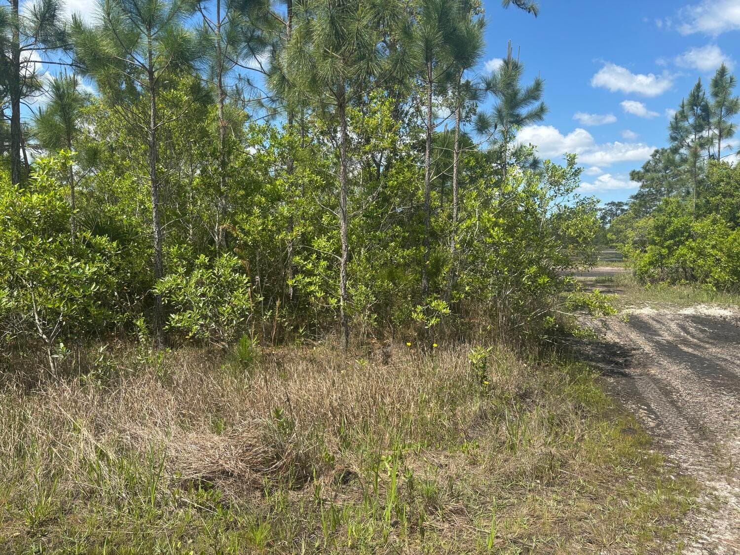0 Holopaw Groves Road, St. Cloud, FL 34772 — photo 1 of 3