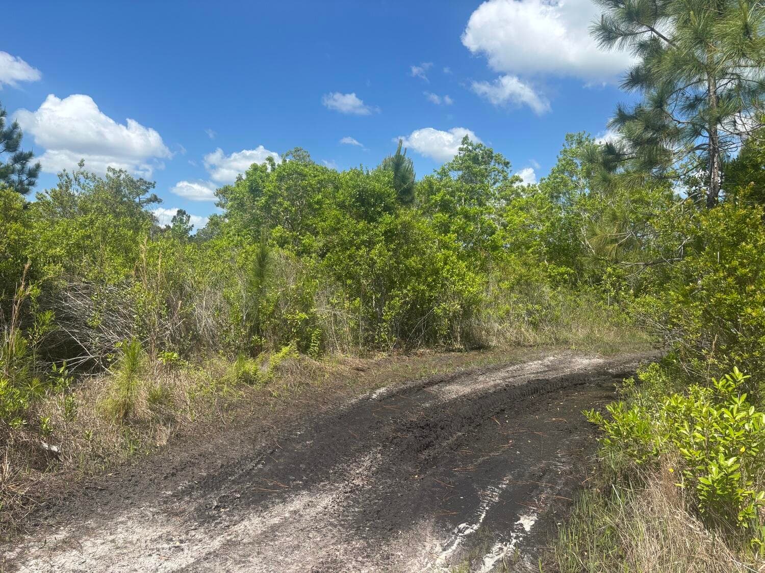 0 Holopaw Groves Road, St. Cloud, FL 34772 — photo 2 of 3