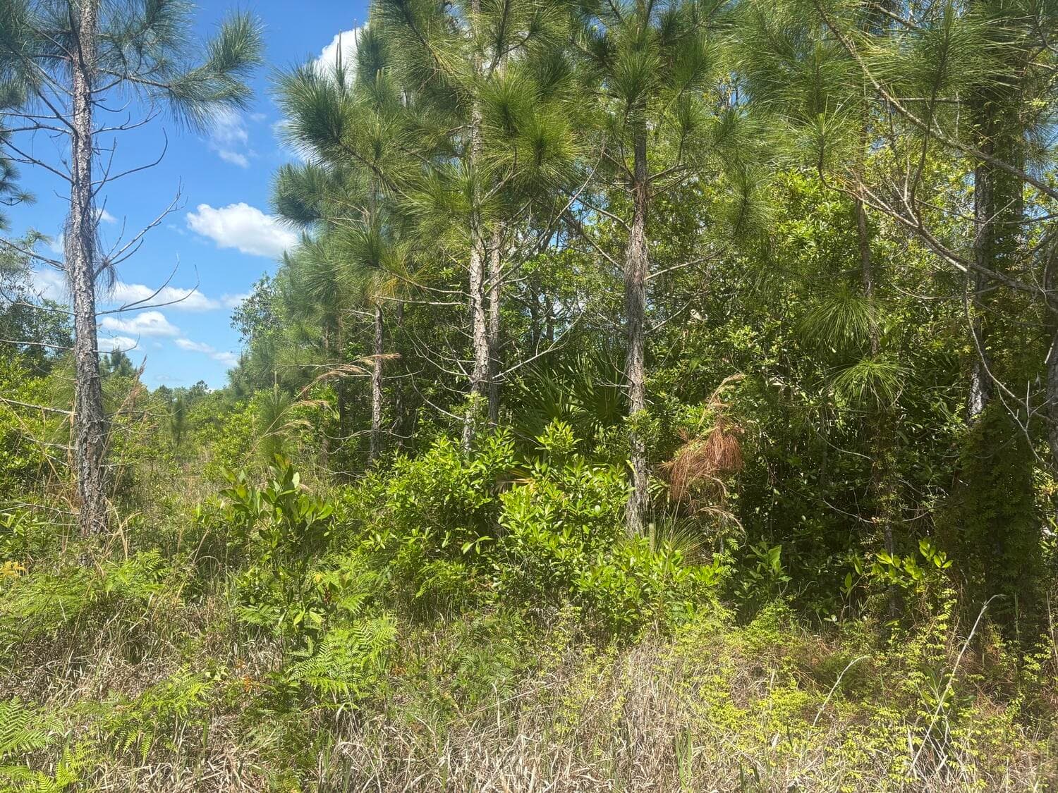 0 Holopaw Groves Road, St. Cloud, FL 34772 — photo 2 of 3