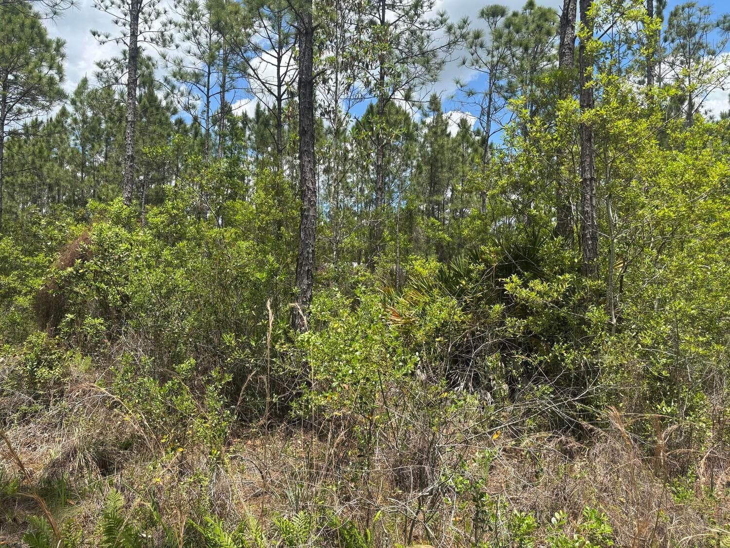 0 Holopaw Groves Road, St. Cloud, FL 34772 — photo