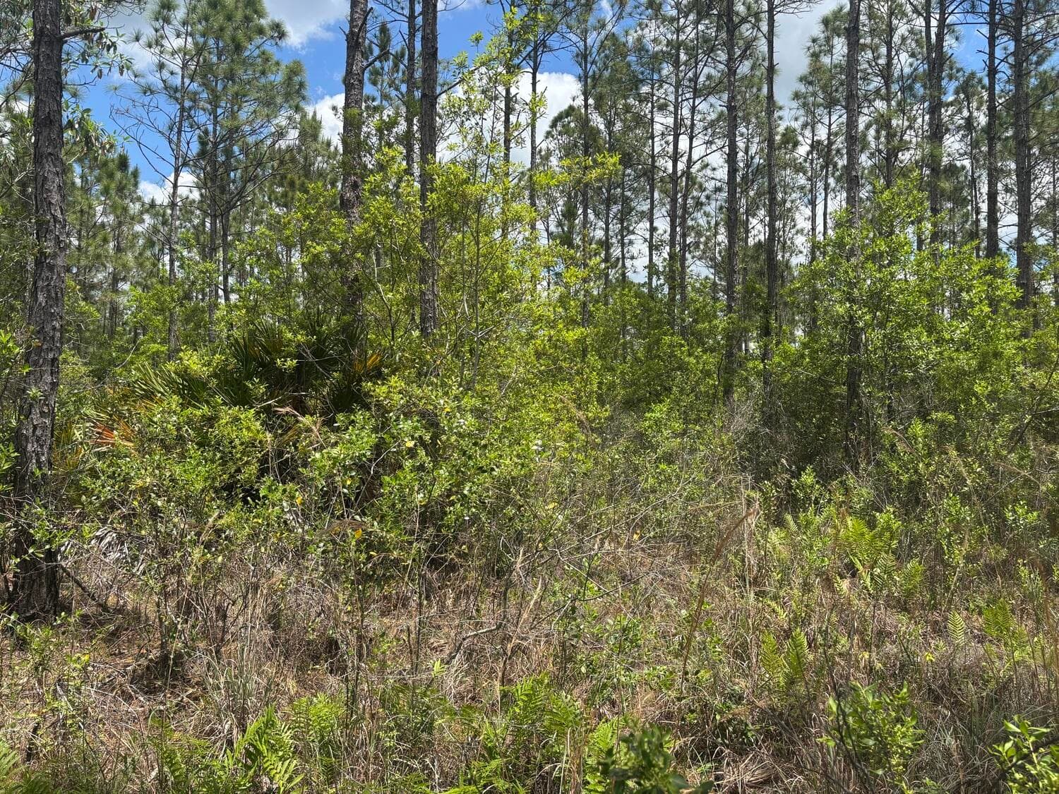 0 Holopaw Groves Road, St. Cloud, FL 34772 — photo 2 of 3