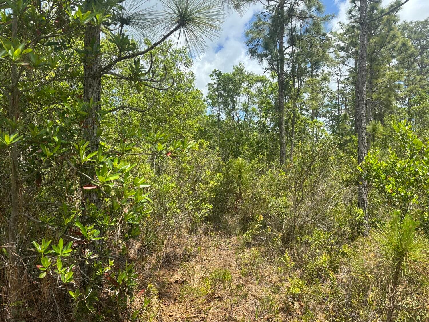 0 Holopaw Groves Road, St. Cloud, FL 34772 — photo 1 of 3