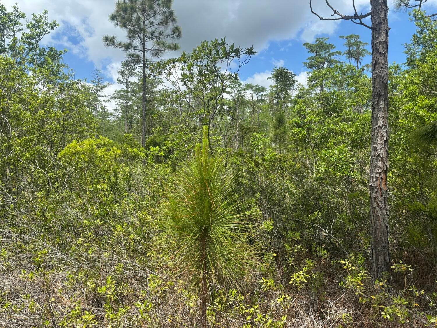 0 Holopaw Groves Road, St. Cloud, FL 34772 — photo 2 of 3