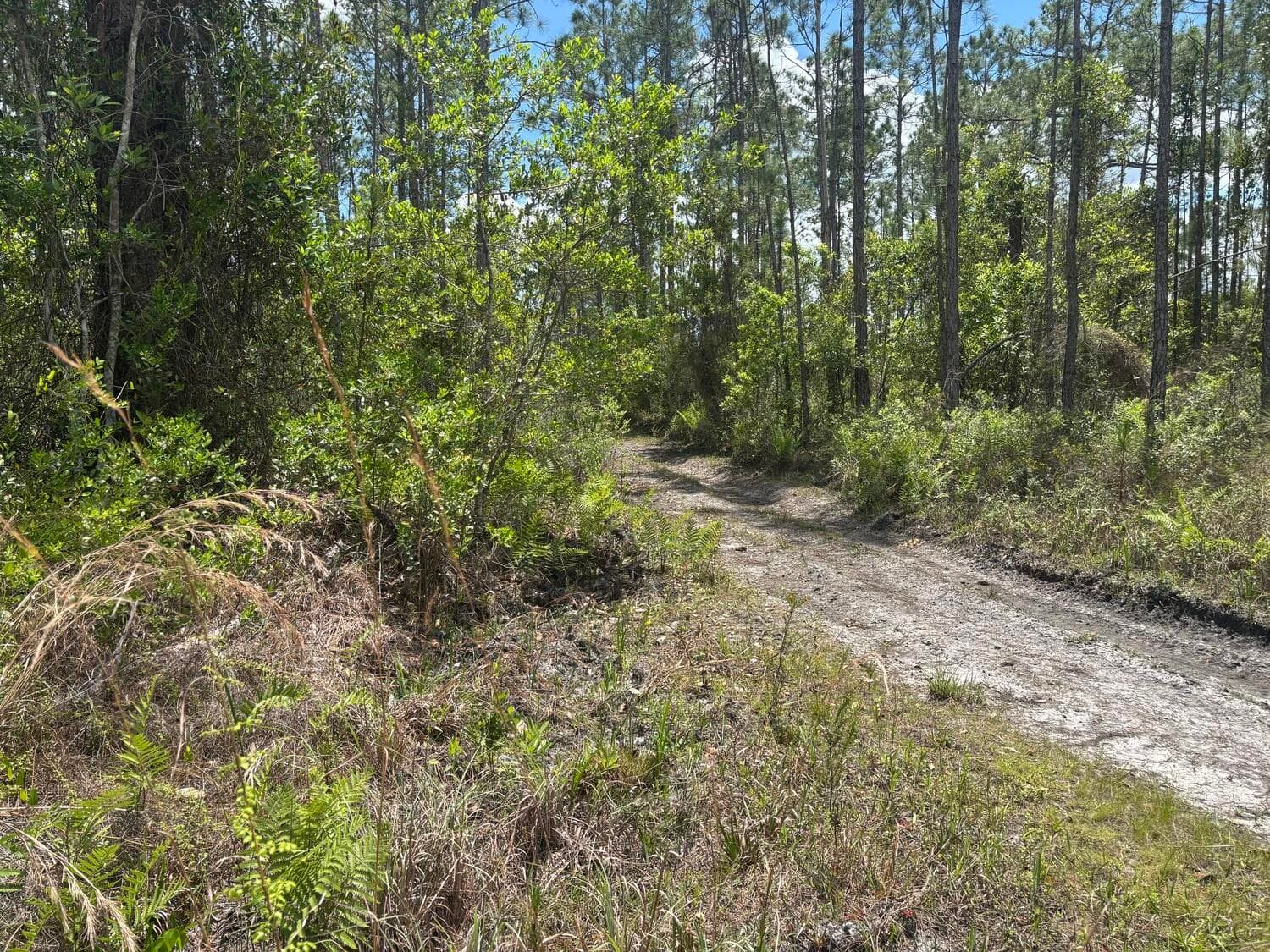 0 Holopaw Groves Road, St. Cloud, FL 34772 — photo