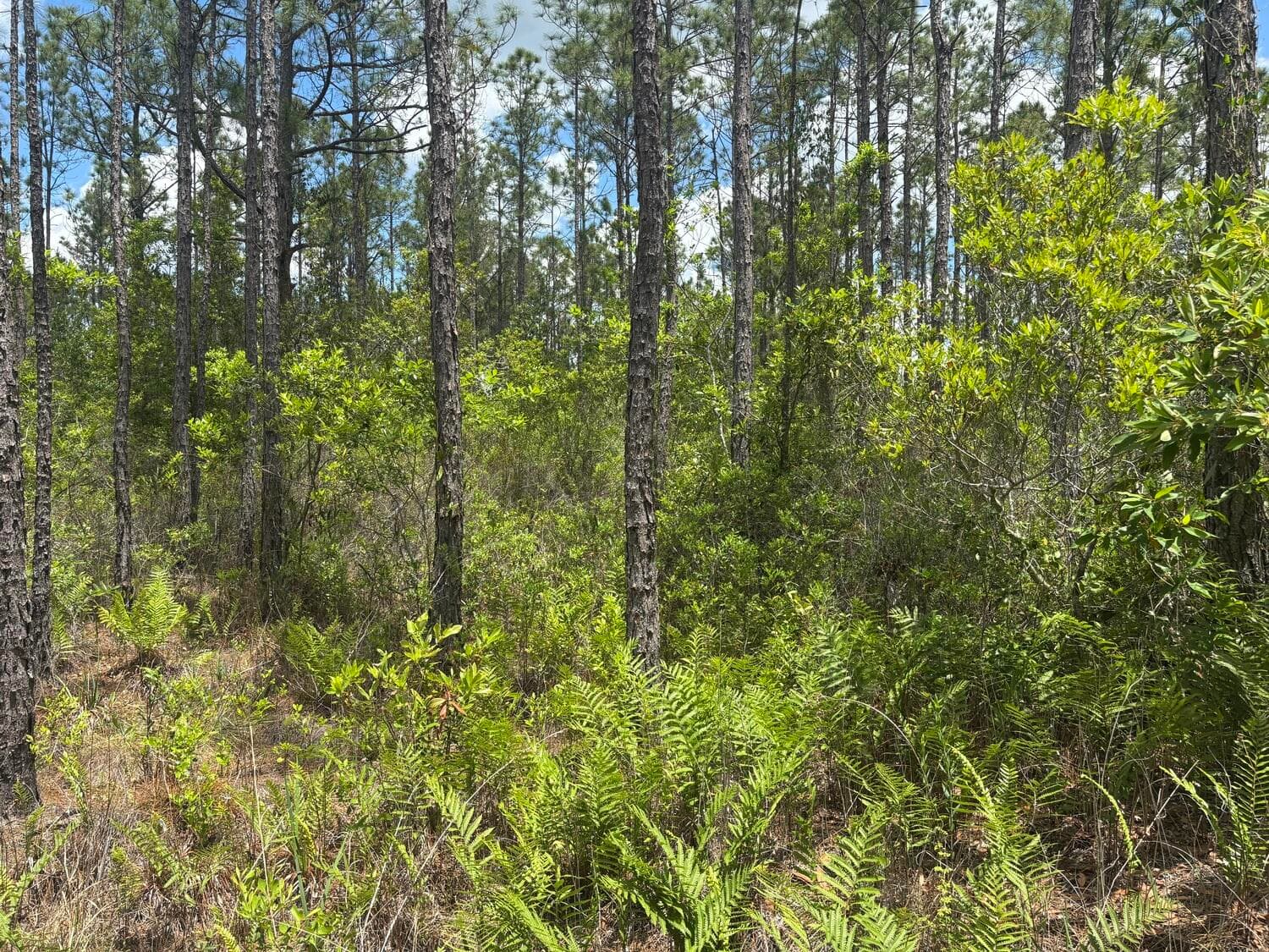 0 Holopaw Groves Road, St. Cloud, FL 34772 — photo 2 of 3