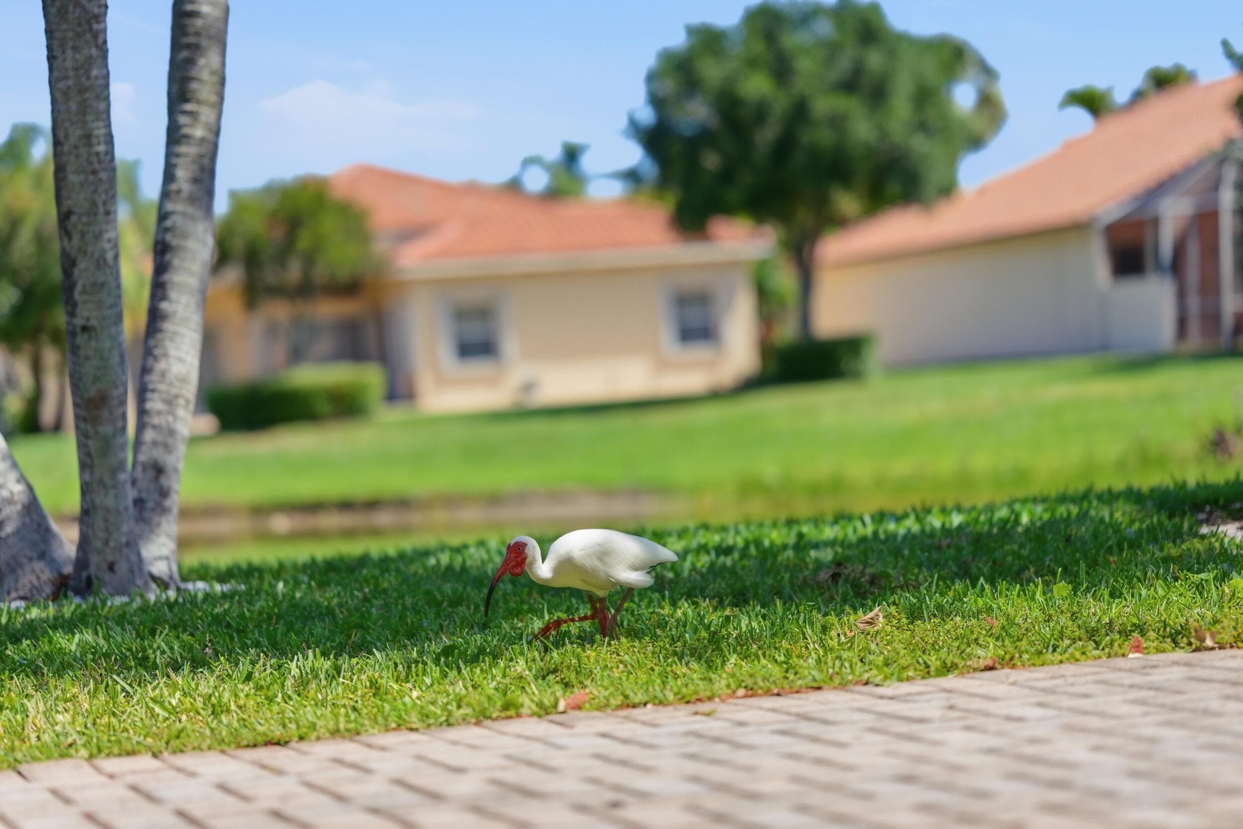 6703 Catania Drive, Boynton Beach, FL 33472 — photo 44 of 66