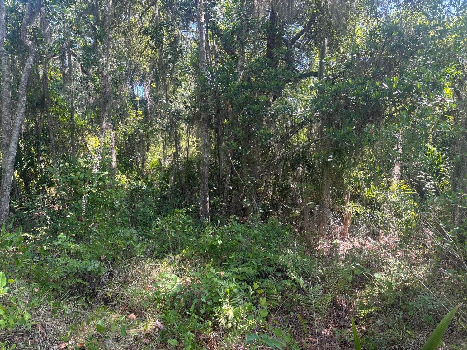536 Bright Hill Avenue, Lake Placid, FL 33852 — photo 2 of 4