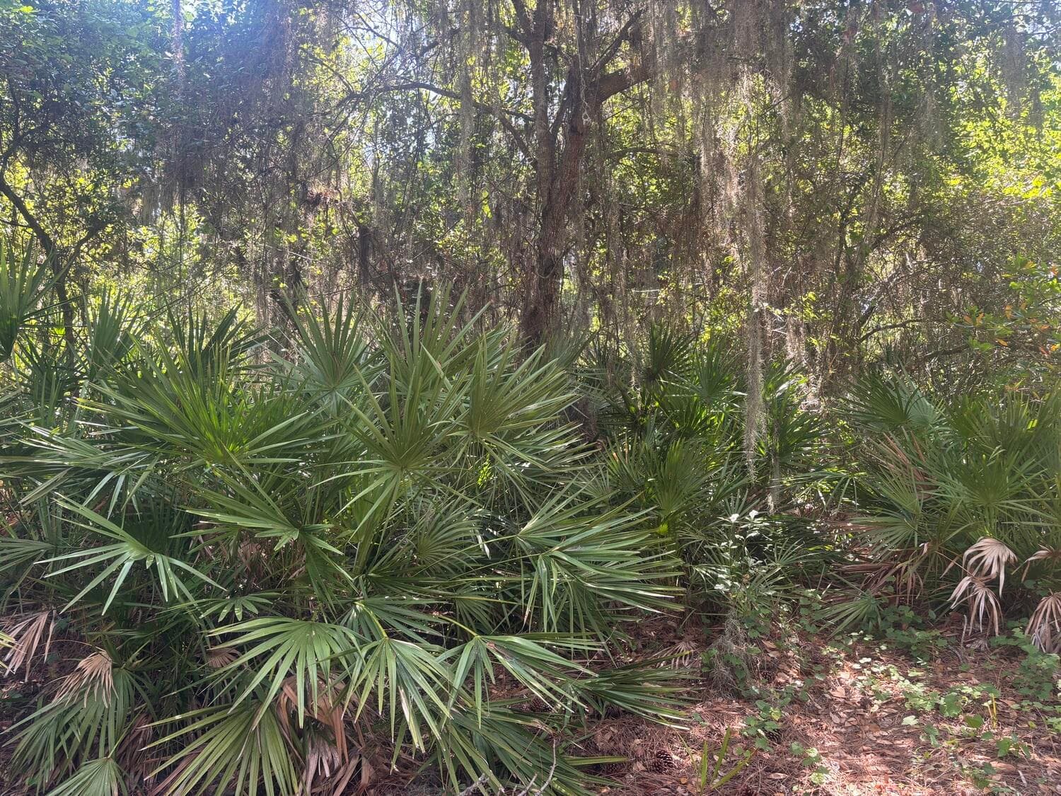 536 Bright Hill Avenue, Lake Placid, FL 33852 — photo 4 of 5