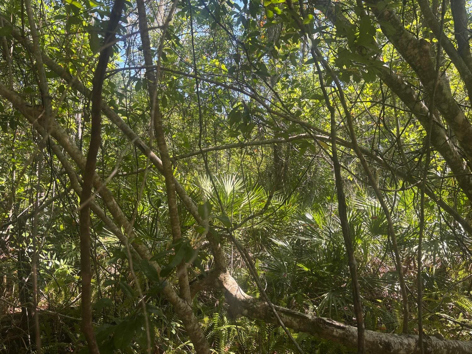 536 Bright Hill Avenue, Lake Placid, FL 33852 — photo 5 of 5