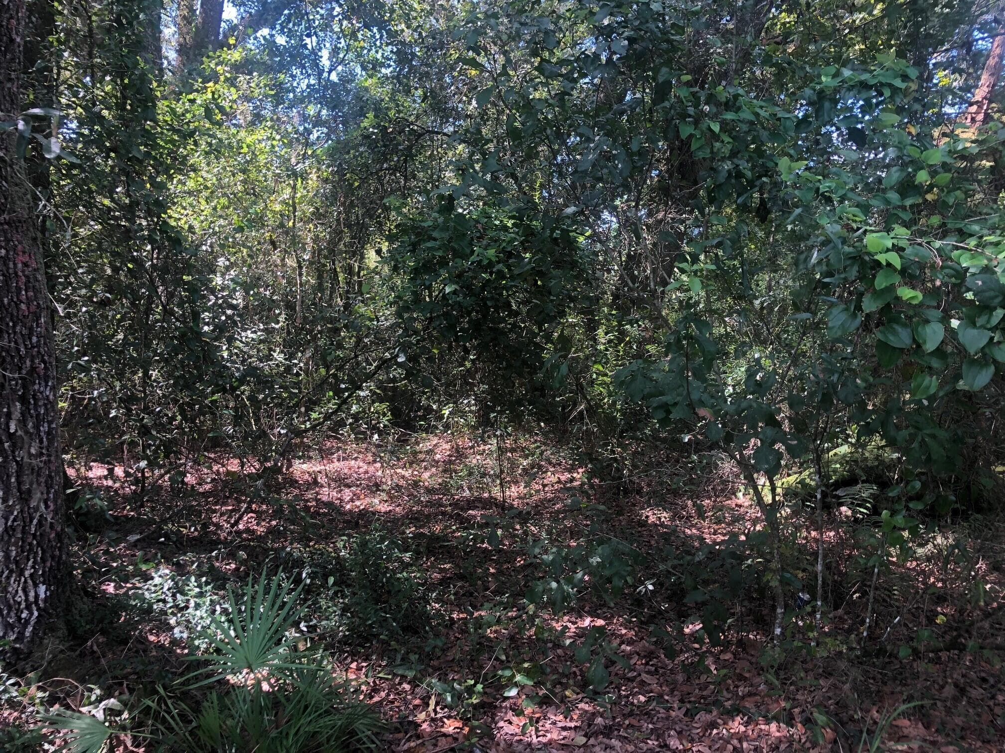 0 Co Rd 54, Kathleen, FL 33849 — photo 3 of 4