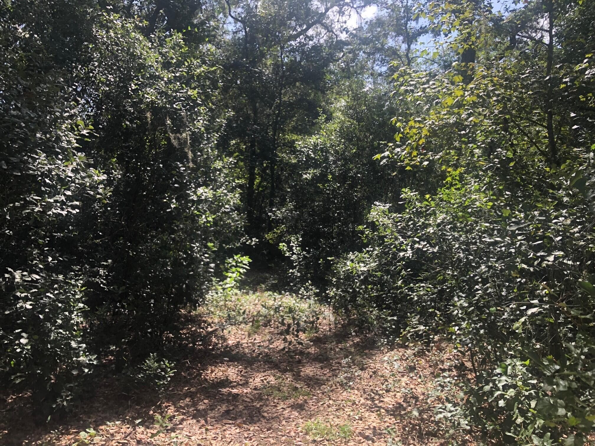 0 Co Rd 54, Kathleen, FL 33849 — photo 4 of 4