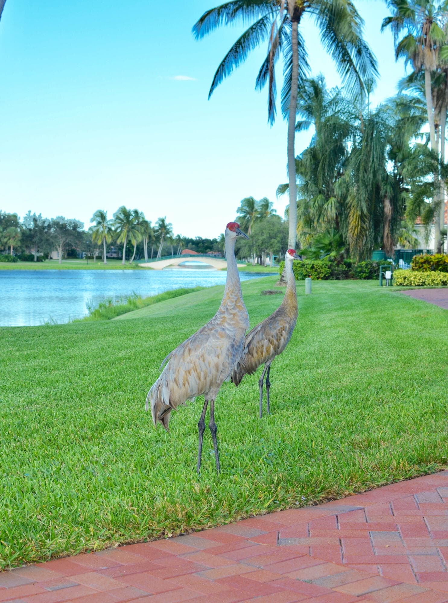 7735 Pine Island Way, West Palm Beach, FL 33411 — photo 48 of 54