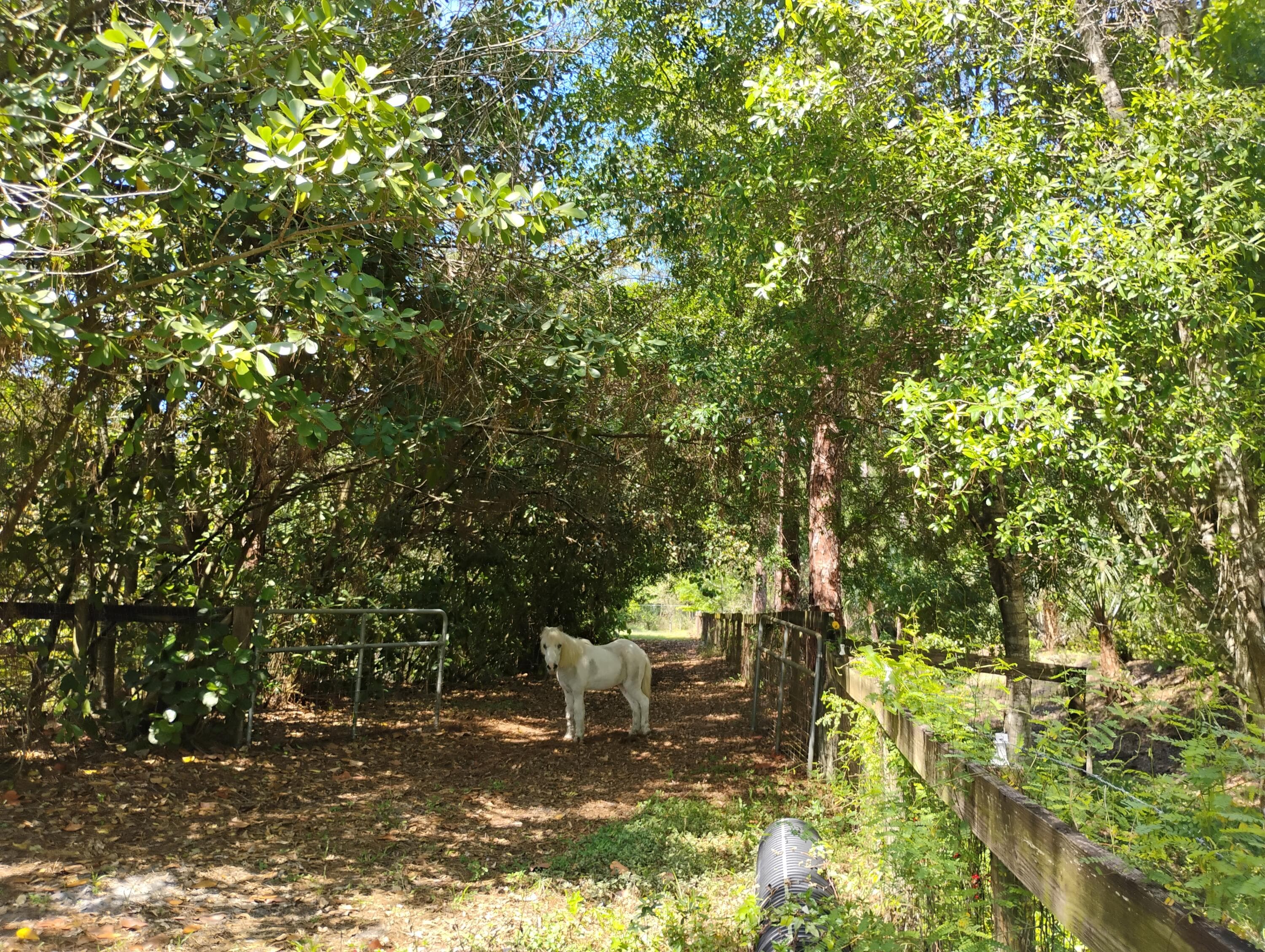15531 42nd Road N, Loxahatchee Groves, FL 33470 — photo 13 of 62