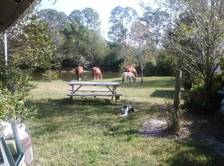 15531 42nd Road N, Loxahatchee Groves, FL 33470 — photo 38 of 62