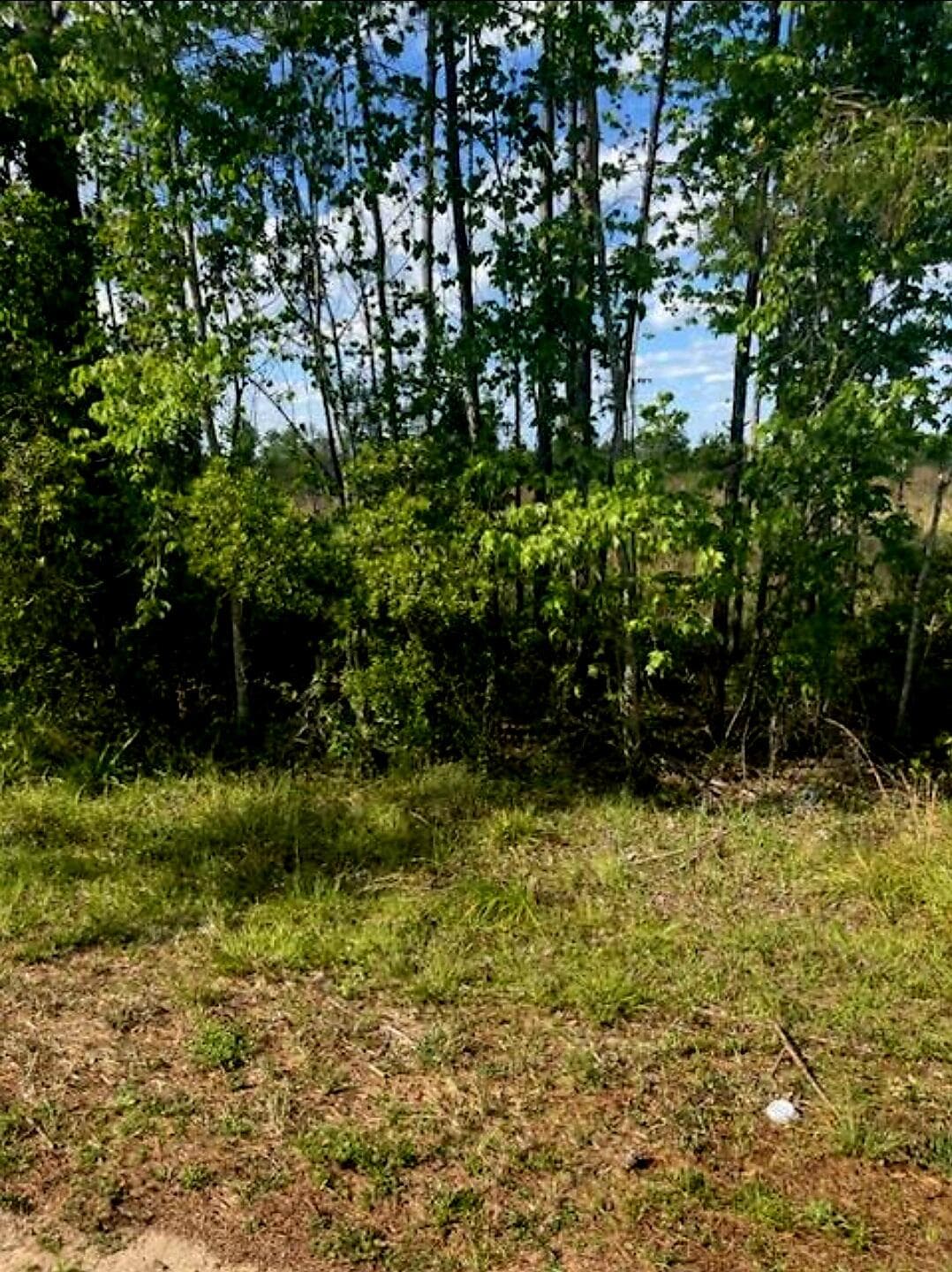 1108306 Oil Well Road, Clermont, FL 34714 — photo 7 of 9
