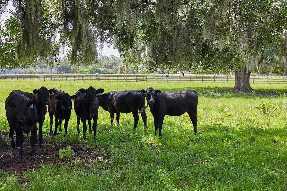 Unimproved Land in Okeechobee — photo 14 of 16