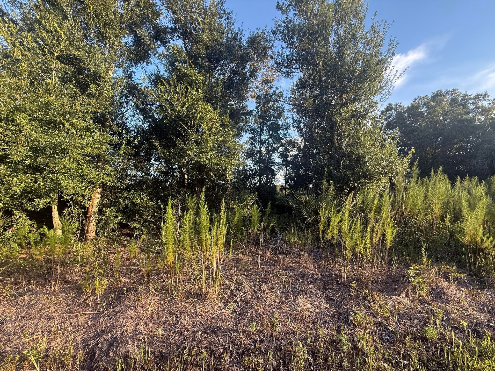19426 NW 270th Street, Okeechobee, FL 34972 — photo 4 of 14