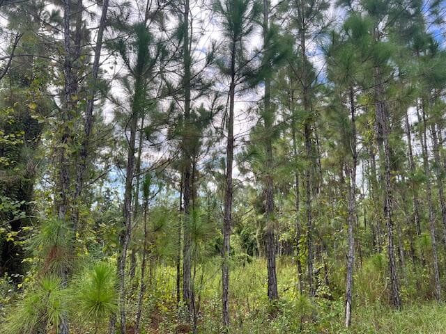 1135 Greenfield Street, Lake Placid, FL 33852 — photo 3 of 17