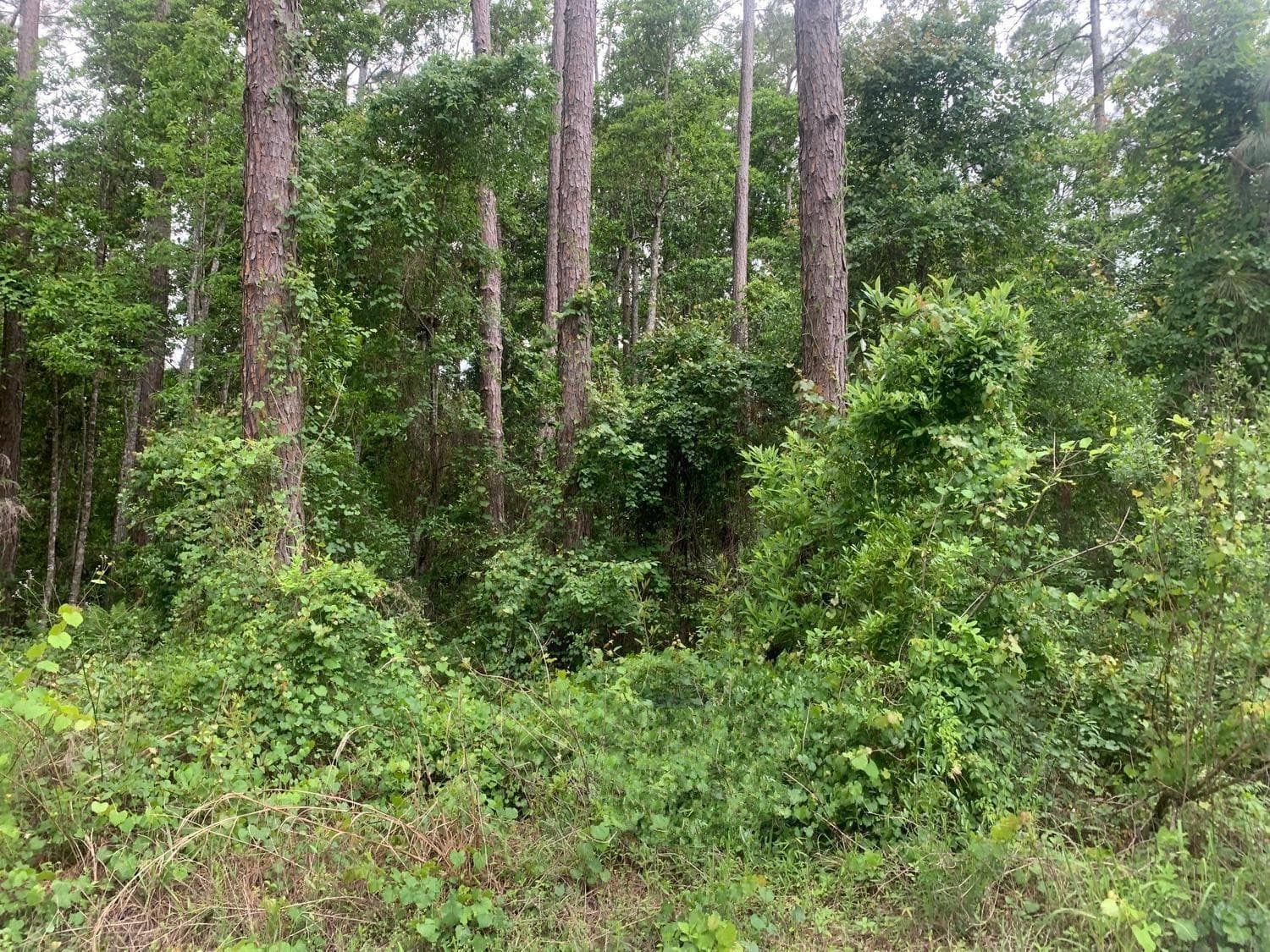 121 Coot Drive, Satsuma, FL 32148 — photo