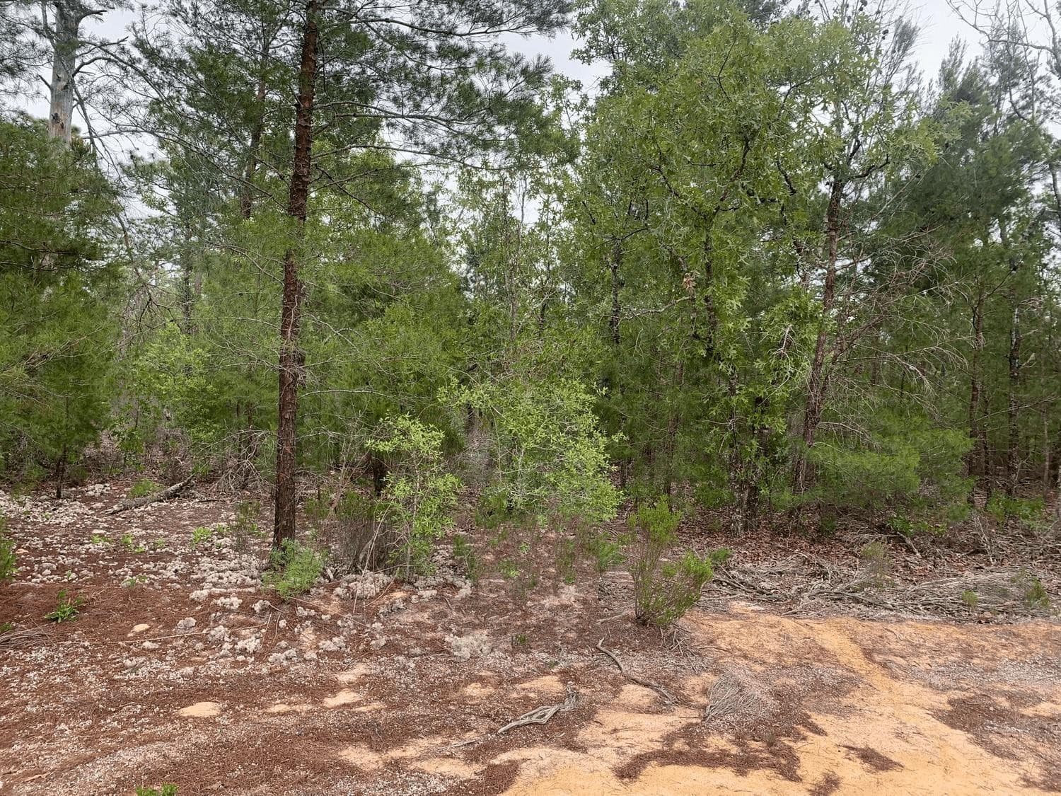 0 Gray Street, Interlachen, FL 32148 — photo