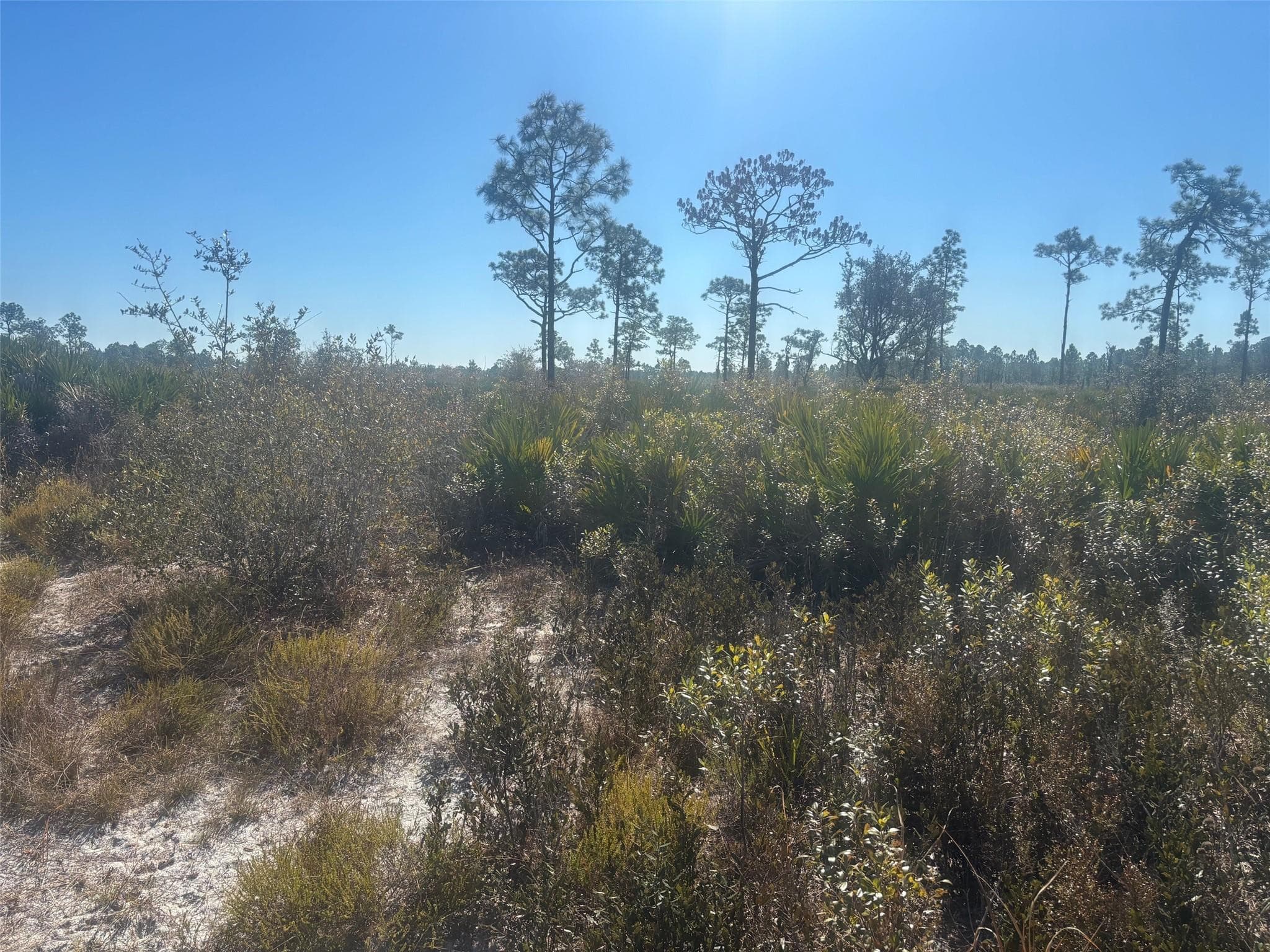 0 Xeriscape Nursery Road, Frostproof, FL 33898 — photo 2 of 4