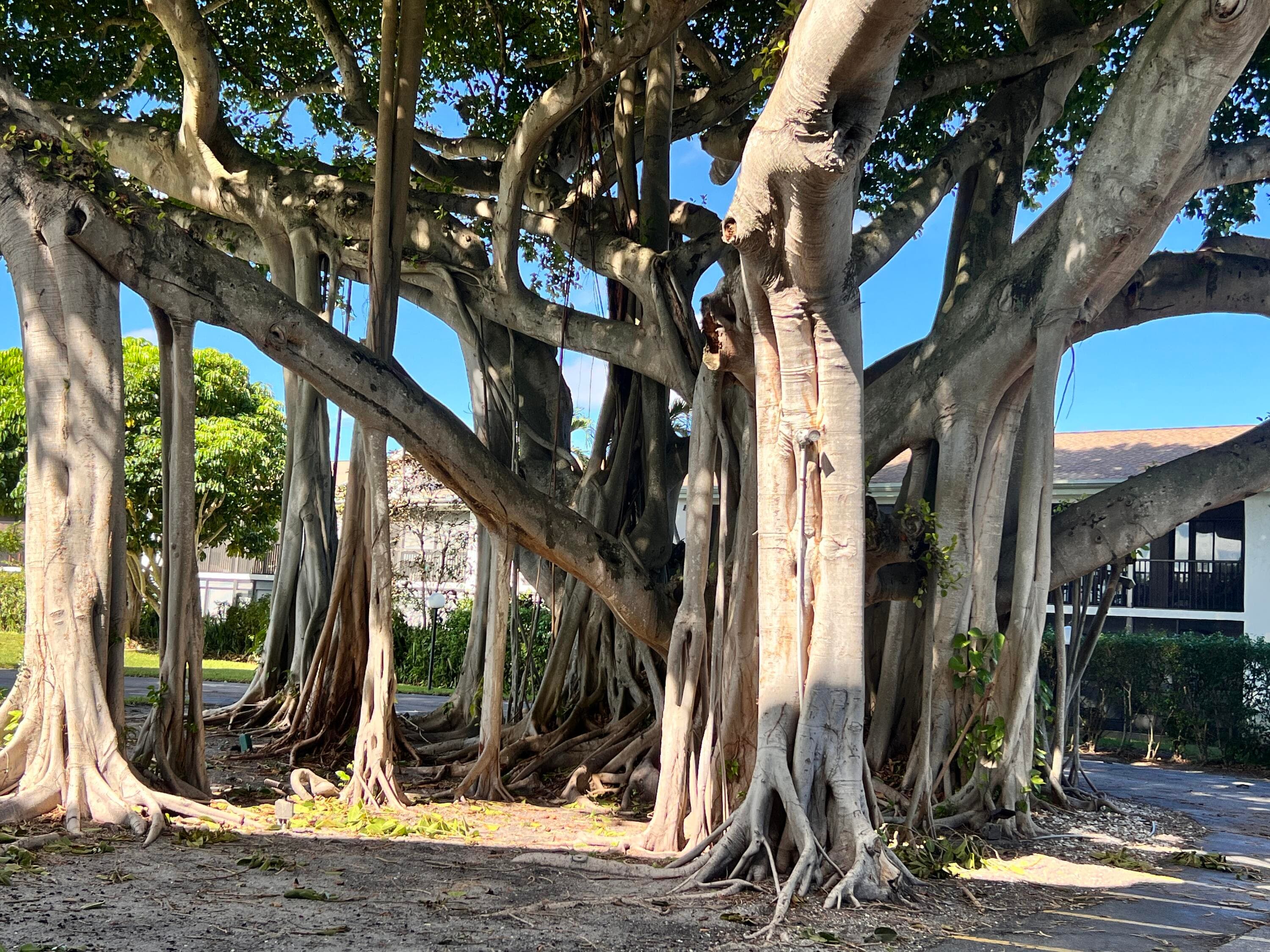 555 Banyan Tree Lane 307, Delray Beach, FL 33483 — photo 47 of 72