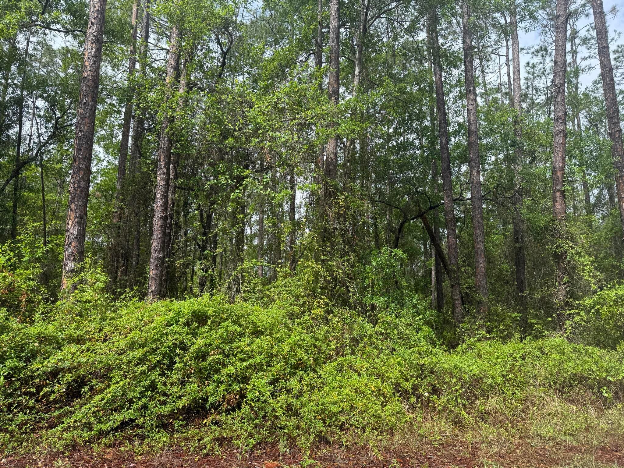 Tbd Seminole Avenue, Interlachen, FL 32148 — photo 3 of 10
